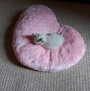 Meet your Posher, Susan